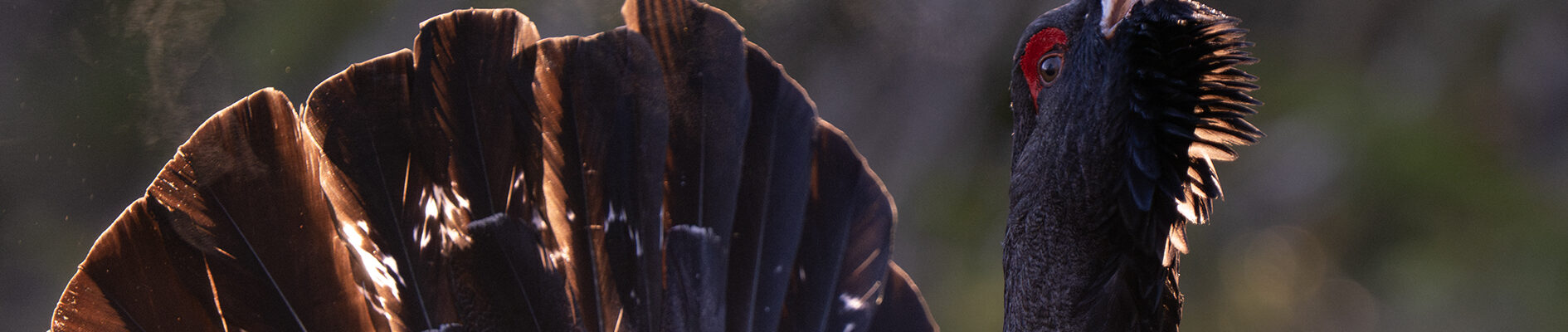 tiurspill-og-utpust-i-motlys-01-25-forbedret-nr-web-1-1890x400