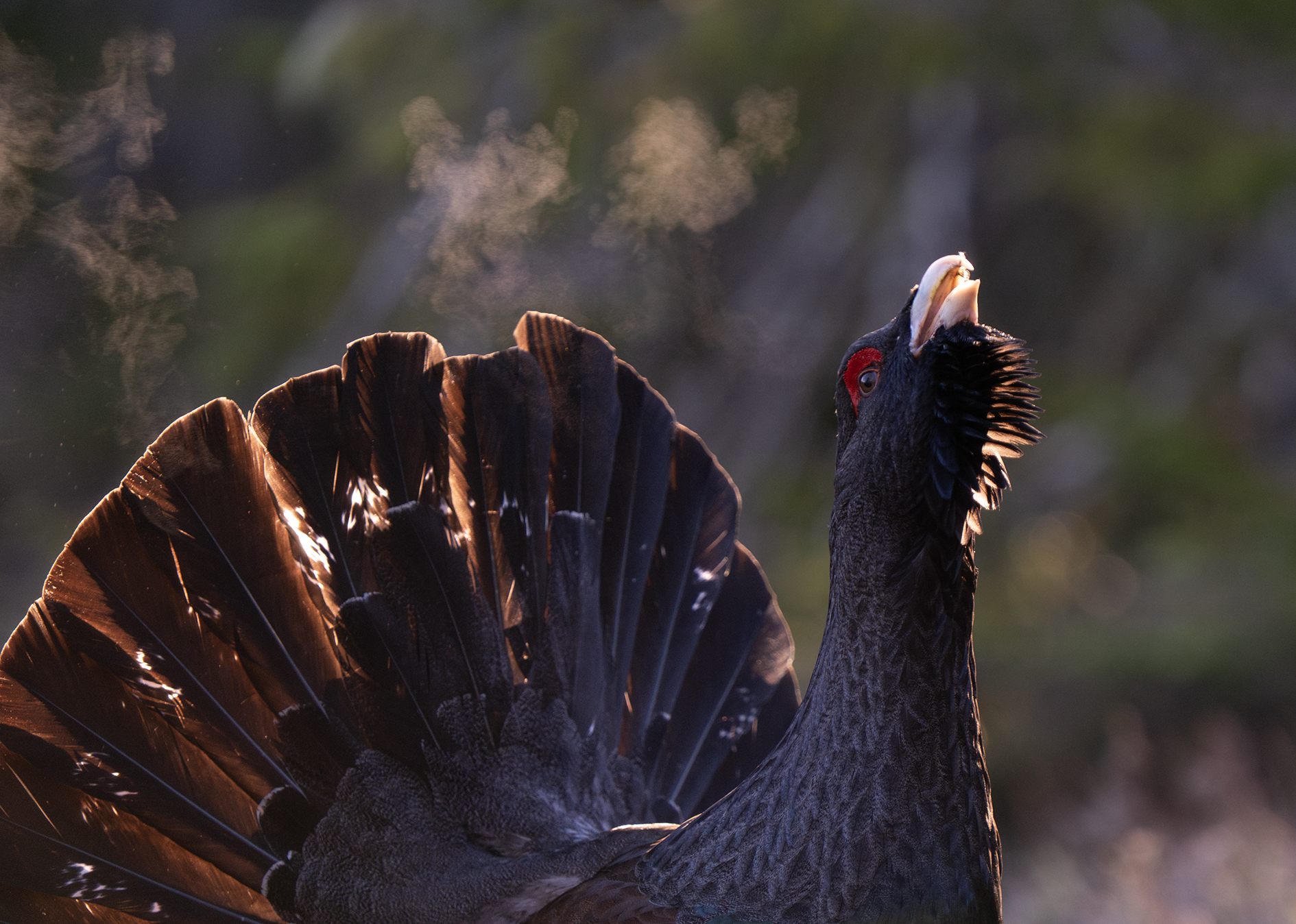 tiurspill-og-utpust-i-motlys-01-25-forbedret-nr-web-1